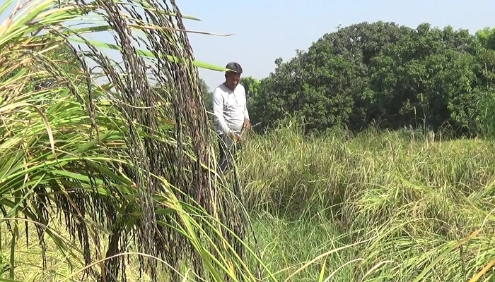 কালো রঙের ধানে কৃষক মানিকের চমক