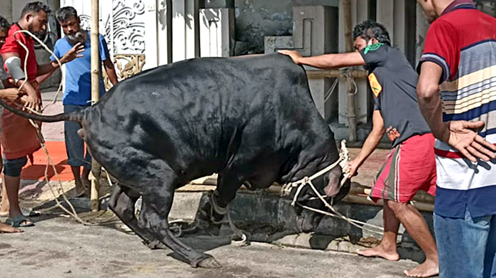 ঈদের দ্বিতীয় দিনেও চলছে পশু কোরবানি