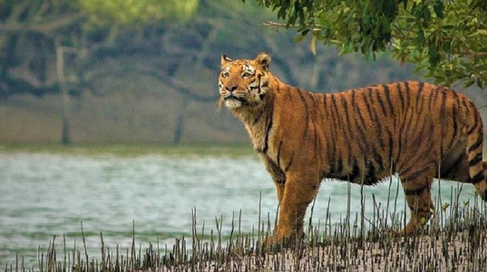 ১১টি বাড়ায় সুন্দরবনে এখন বাঘের সংখ্যা ১২৫