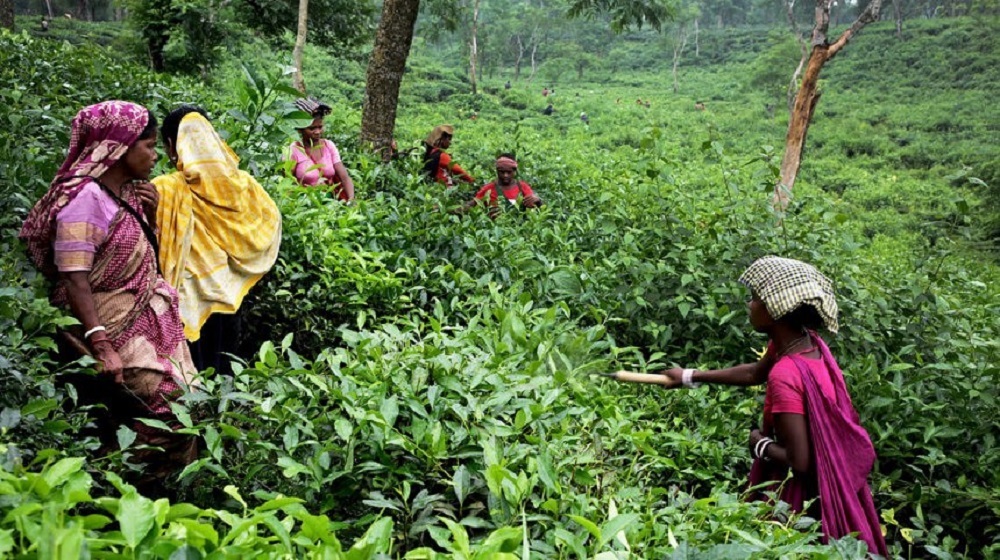 মজুরি বন্ধ থাকায় অনাহারে ফুলতলা চা শ্রমিকেরা