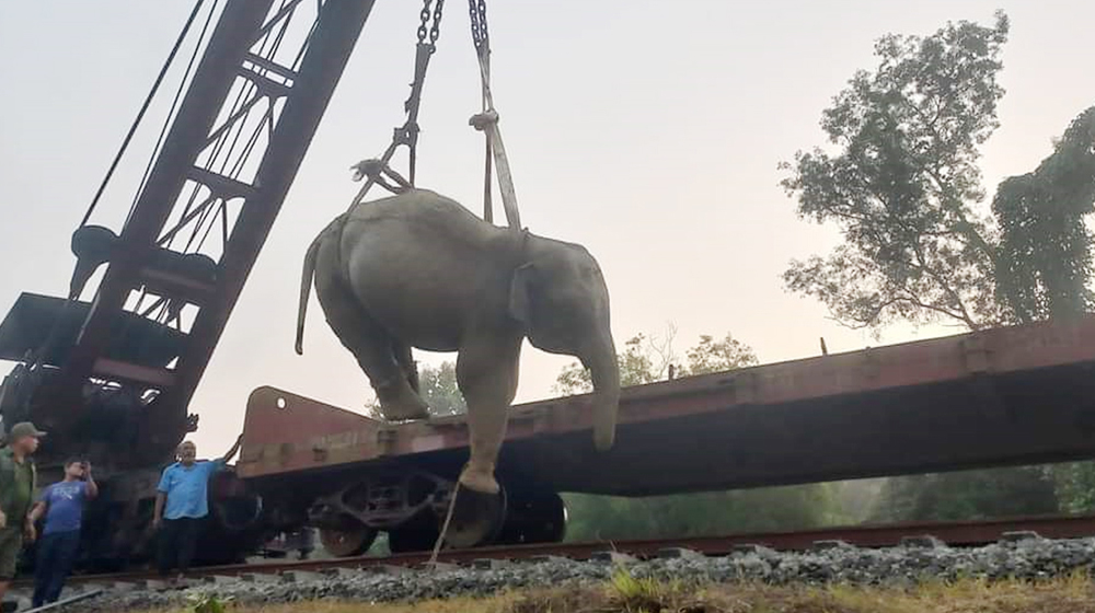 চট্টগ্রামে ট্রেনের ধাক্কায় আহত হাতির অবস্থা সংকটাপন্ন