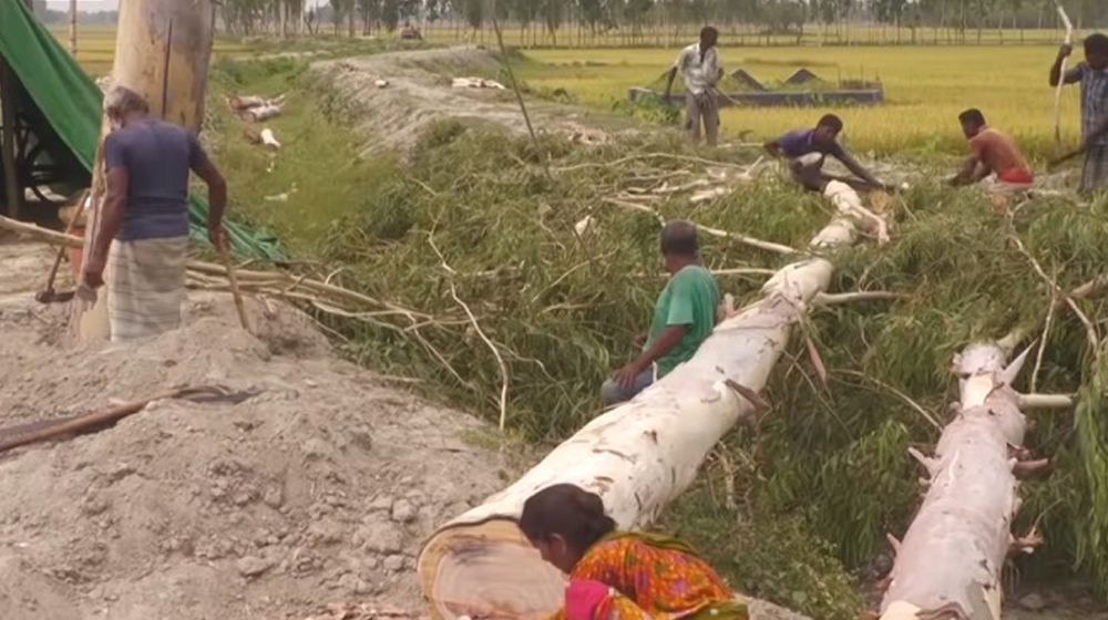 তিস্তা সেচ প্রকল্প এলাকায় কাটা হলো লাখ লাখ গাছ