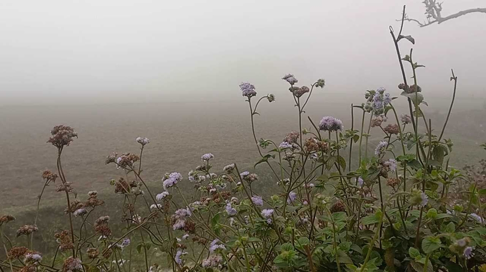 তীব্র শীত কবে থেকে, জানাল আবহাওয়া অফিস