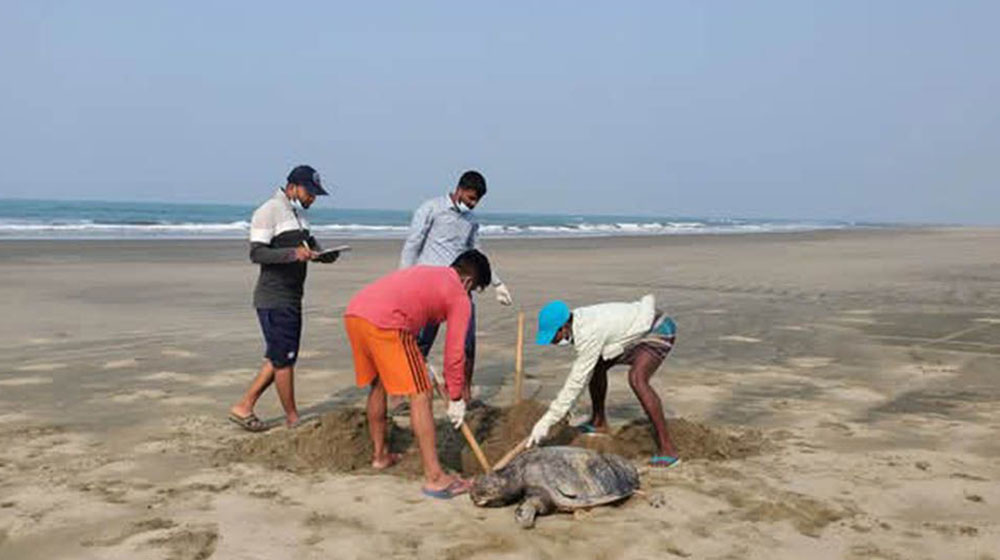 সমুদ্র সৈকতে এক মাসে ভেসে এলো ৮৫টি মৃত কচ্ছপ