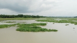 ভরাট হচ্ছে মধুপুরের খাল-বিল, হারাচ্ছে দেশি মাছ