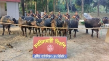 কুষ্টিয়ায় বিজিবির অভিযানে ১৪টি মহিষ আটক