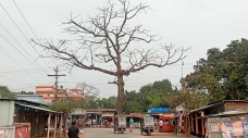 সড়কের পাশে মরা গাছ যেন মরণফাঁদ!