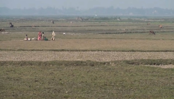 ধানের ন্যায্যমূল্য না পাওয়ায় বোরো আবাদে আগ্রহ হারাচ্ছেন কৃষকরা