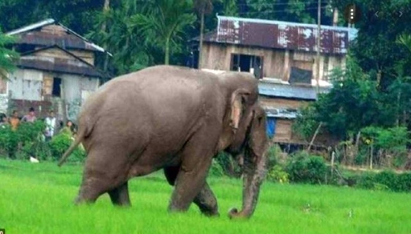 রাঙ্গুনিয়ায় হাতির আক্রমণে কৃষকের মৃত্যু